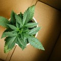 Dispensaries in Los Angeles County, CA: Understanding Delivery Fees
